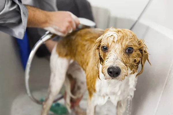 Persona perro de baño — Foto de Stock