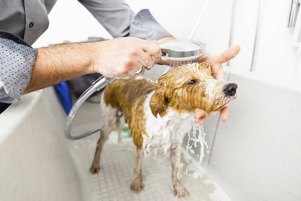 Person bathing dog — Stock Photo, Image