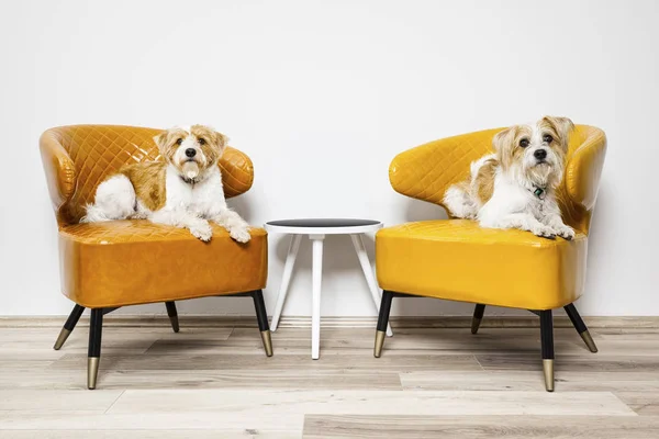 Cães sentados em poltronas — Fotografia de Stock