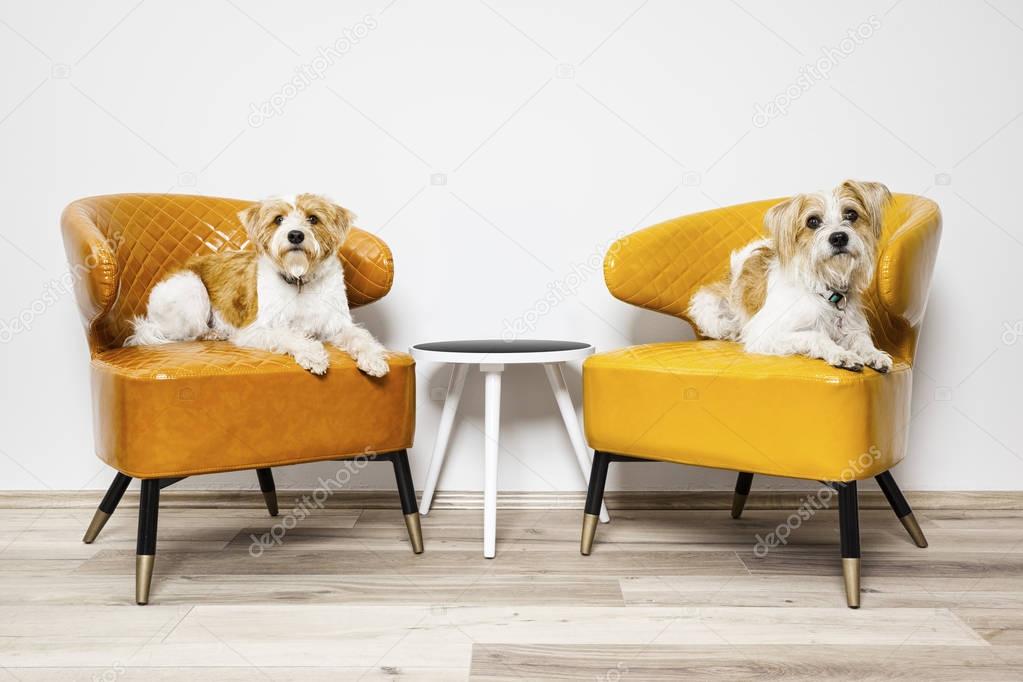 Dogs sitting on armchairs