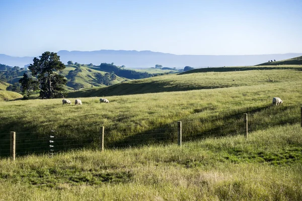 Schöne Landschaft in der Nähe von Matamata — Stockfoto