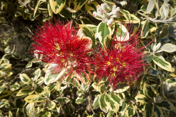 Ανθοφορίας δέντρο pohutukawa — Φωτογραφία Αρχείου