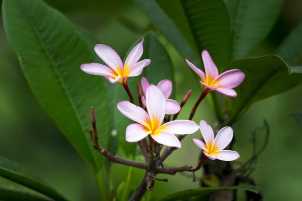 Lyserøde frangipaniblomster – stockfoto