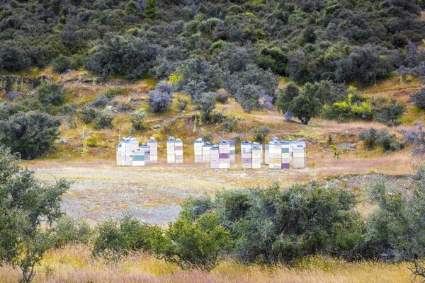 Медовые ульи в Мануке — стоковое фото