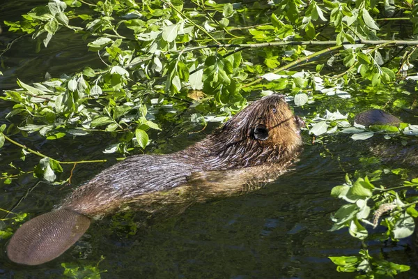 Castoro mangiare foglie verdi — Foto Stock