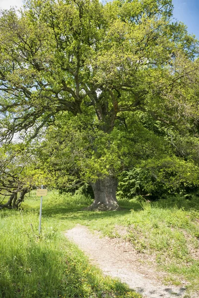 Doğal anıt Oak Sulzeiche — Stok fotoğraf