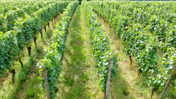 Vignoble à Fribourg Allemagne — Video