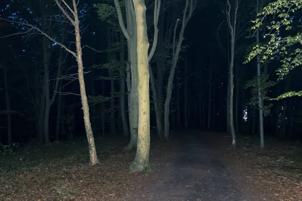 通路在黑暗的森林中 — 图库照片