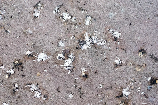 Bird poop on ground — Stock Photo, Image