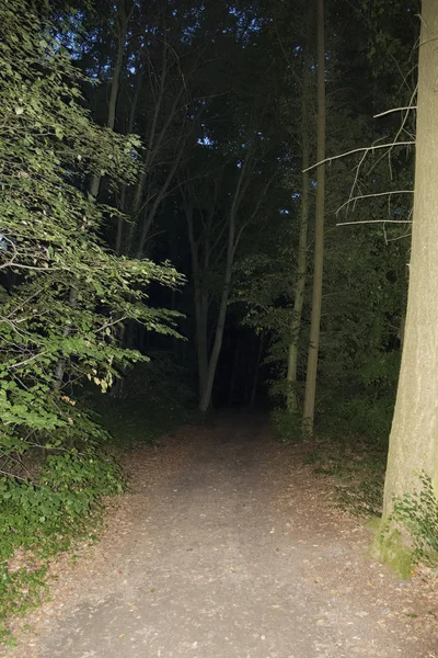 Forêt sombre la nuit — Photo