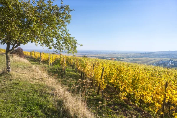 Alsace France in autumn light — Stock Photo, Image