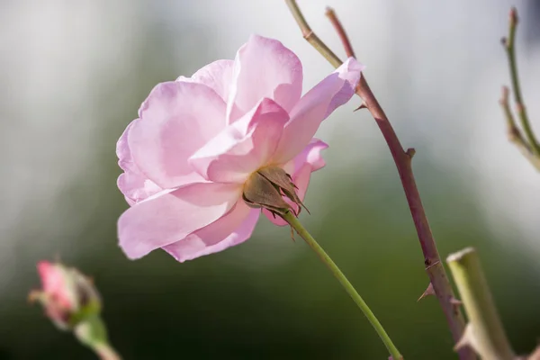 ピンクのバラの花 — ストック写真