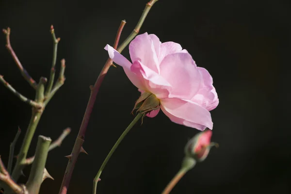 Pink rose flower — Stock Photo, Image