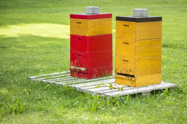 Twee bee-hives in het groene gras — Stockfoto