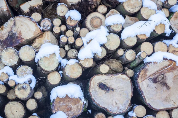 Gefälltes Holz im Wald — Stockfoto