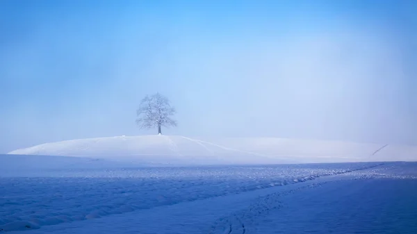 Bellissimo paesaggio invernale con un albero — Foto Stock