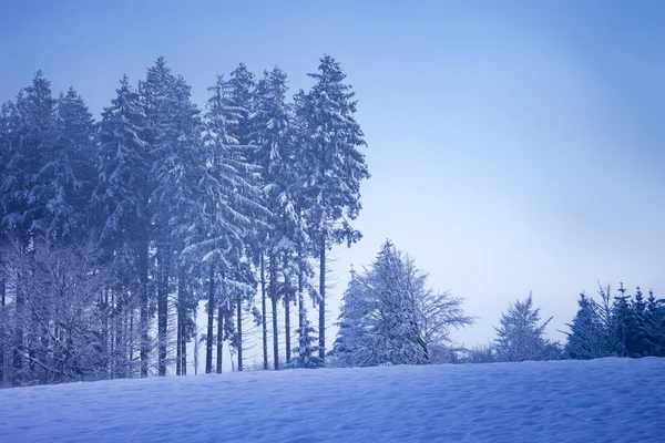Belo cenário de inverno com uma árvore — Fotografia de Stock
