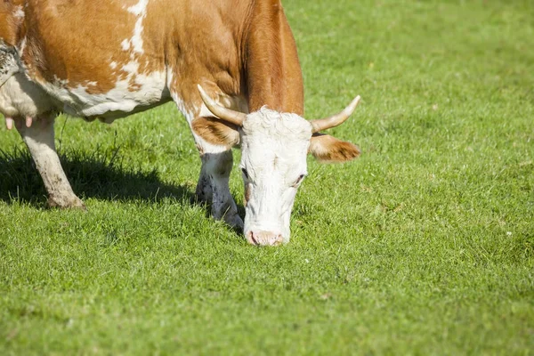 güneşli gün yeşil çayır üzerinde otlatma inek 