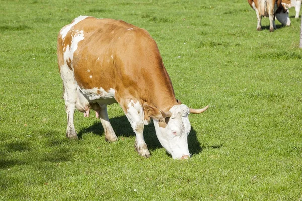 Kühe Grasen Sonnigen Tagen Auf Der Grünen Wiese — Stockfoto