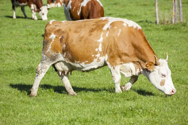 Kühe Grasen Sonnigen Tagen Auf Der Grünen Wiese — Stockfoto