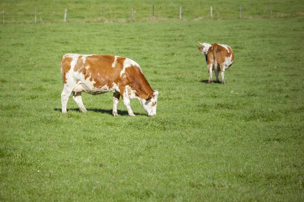 Kühe Grasen Sonnigen Tagen Auf Der Grünen Wiese — Stockfoto