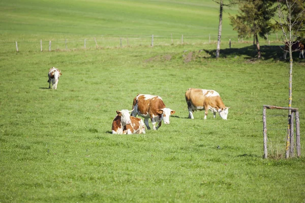 Vaches Pâturant Sur Pré Vert Journée Ensoleillée — Photo