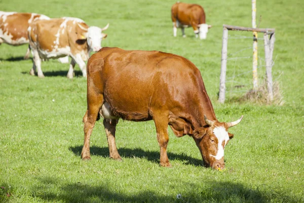 Cows Grazing Green Meadow Sunny Day — Stock Photo, Image