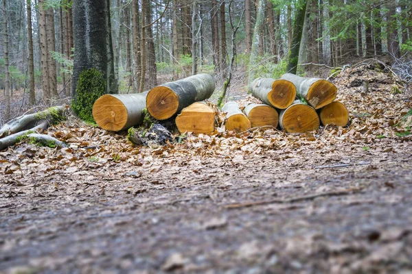 Gefälltes Holz im Wald — Stockfoto