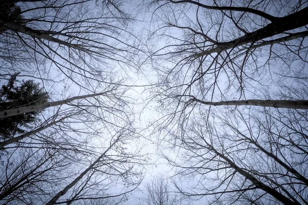 Alcuni alberi senza foglie nel cielo — Foto Stock