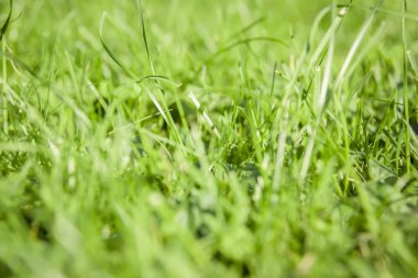 Yeşil Çimen Arkaplanı