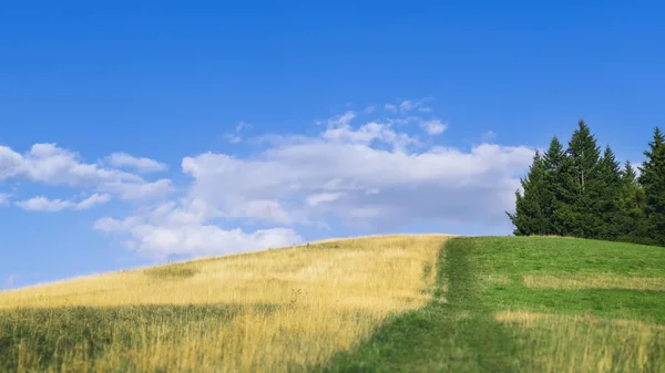 雲と青い空を背景に夏の畑 — ストック写真