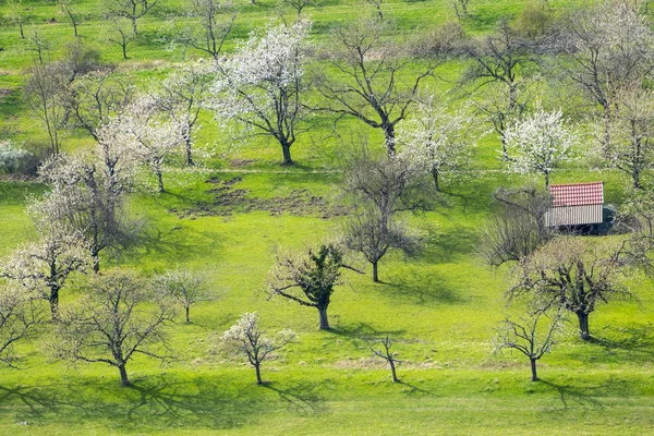 Blick Auf Haus Inmitten Blühender Bäume Frühling — Stockfoto