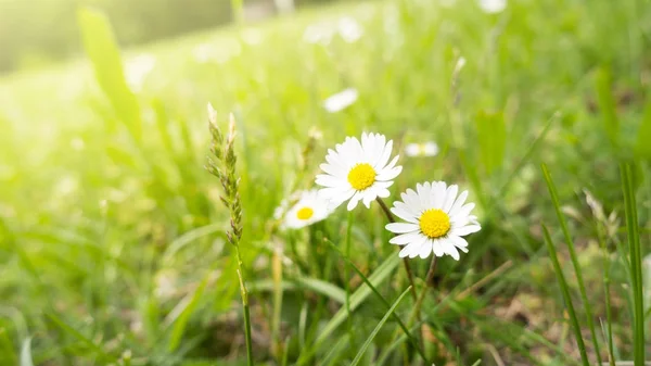 Zbliżenie Dwa Kwiaty Daisy Zielonej Trawie — Zdjęcie stockowe