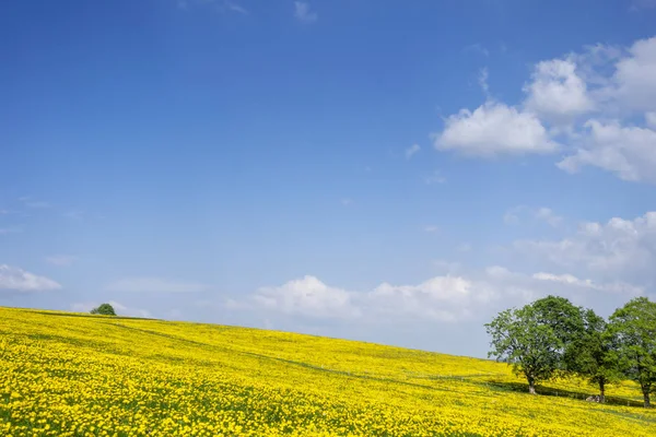 Giallo Dente Leone Prato Sfondo Cielo Blu — Foto Stock