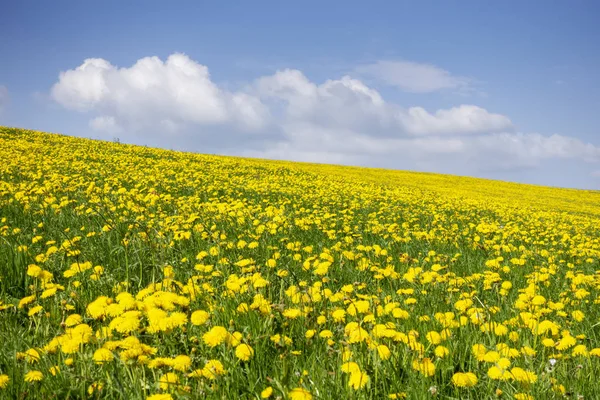 Giallo Dente Leone Prato Sfondo Cielo Blu — Foto Stock