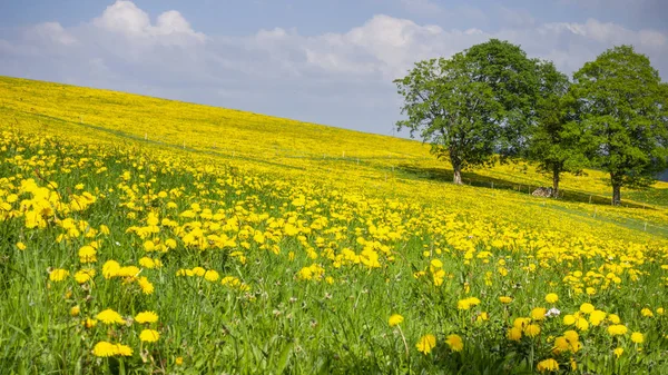 Yellow Dandelions Meadow Blue Sky Background — Stock Photo, Image