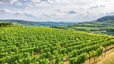 Kaiserstuhl Almanya'da havadan görünümü bağ manzarası