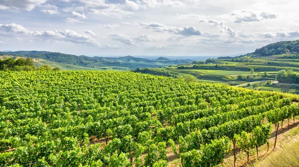 Bovenaanzicht wijngaard landschap in Kaiserstuhl Duitsland — Stockfoto