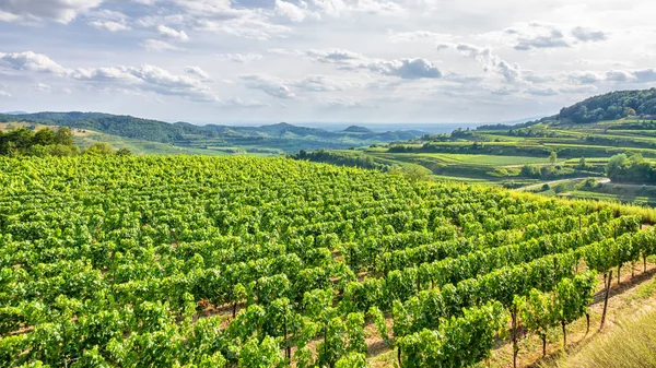 Vista aerea paesaggio vigneto a Kaiserstuhl Germania — Foto Stock