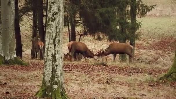 Certains cerfs se battent dans la forêt 