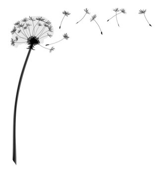 Uçan tohumlu bir karahindiba çiçeğinin çizimi.