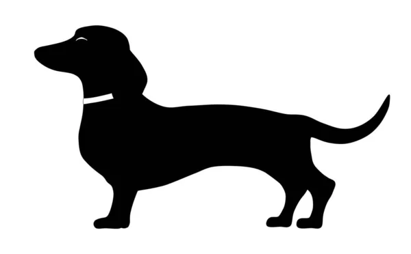 Illustration Dachshund Standing Side Pose — Stock Vector