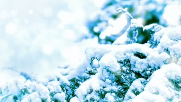 Ramo Coberto Neve Zoom Para Fora Fundo Movimento — Vídeo de Stock