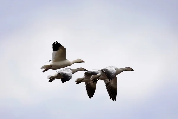 Schneegänse und Gösslinge im Flug — Stockfoto