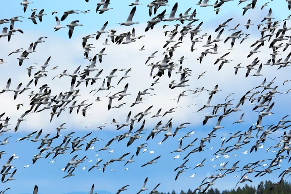 Large flock of snow geese — Stock Photo, Image