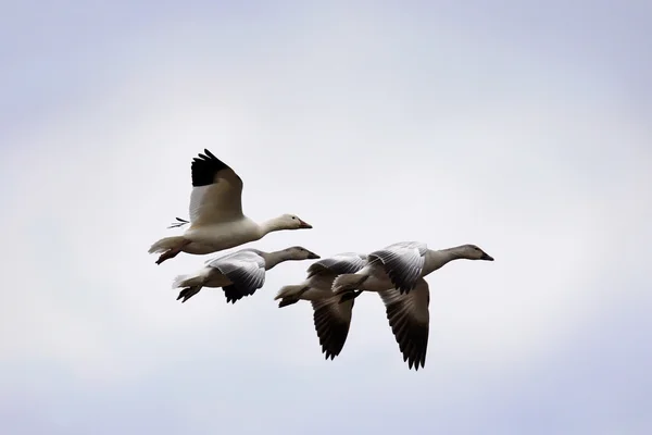 Gansos de nieve y goslings en vuelo —  Fotos de Stock