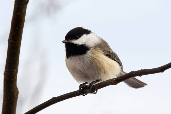 Mésange à capuchon noir sur la branche — Photo