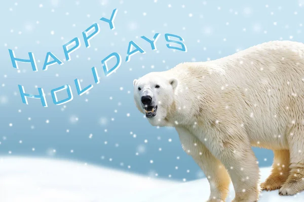 북극곰 크리스마스 카드 — 스톡 사진