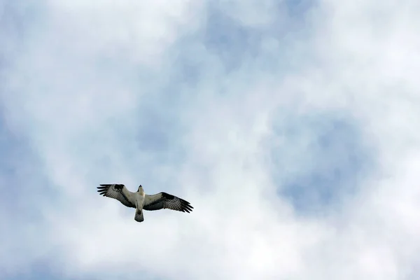 Osprey uçan yukarıdaki — Stok fotoğraf
