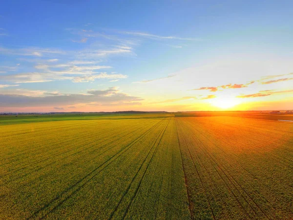 Západ slunce nad canola polem — Stock fotografie